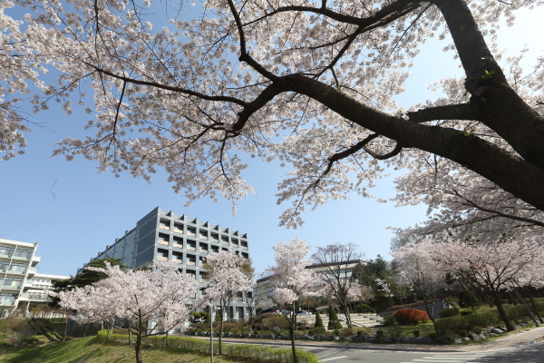Cherry Blossom – What Awaits you at Myongji :)